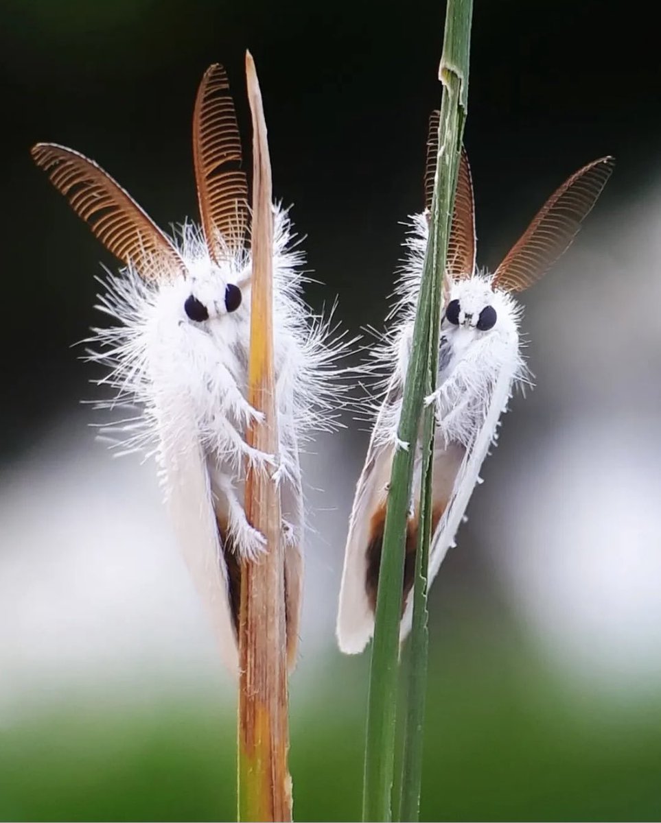 “The poodle moth—probably the wildest thing you’ve seen all day, 🐩🦋✨” by indahilmi02macro