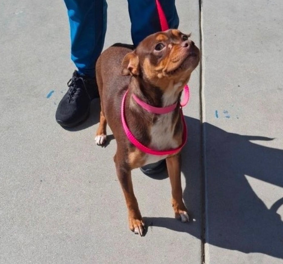 MoValAnimals's tweet image. Pita’s FHNO surgery is $4500. Please #donate or share to raise money for LITTLE RED DOG INC! via @givebutter givebutter.com/pressures-now-…