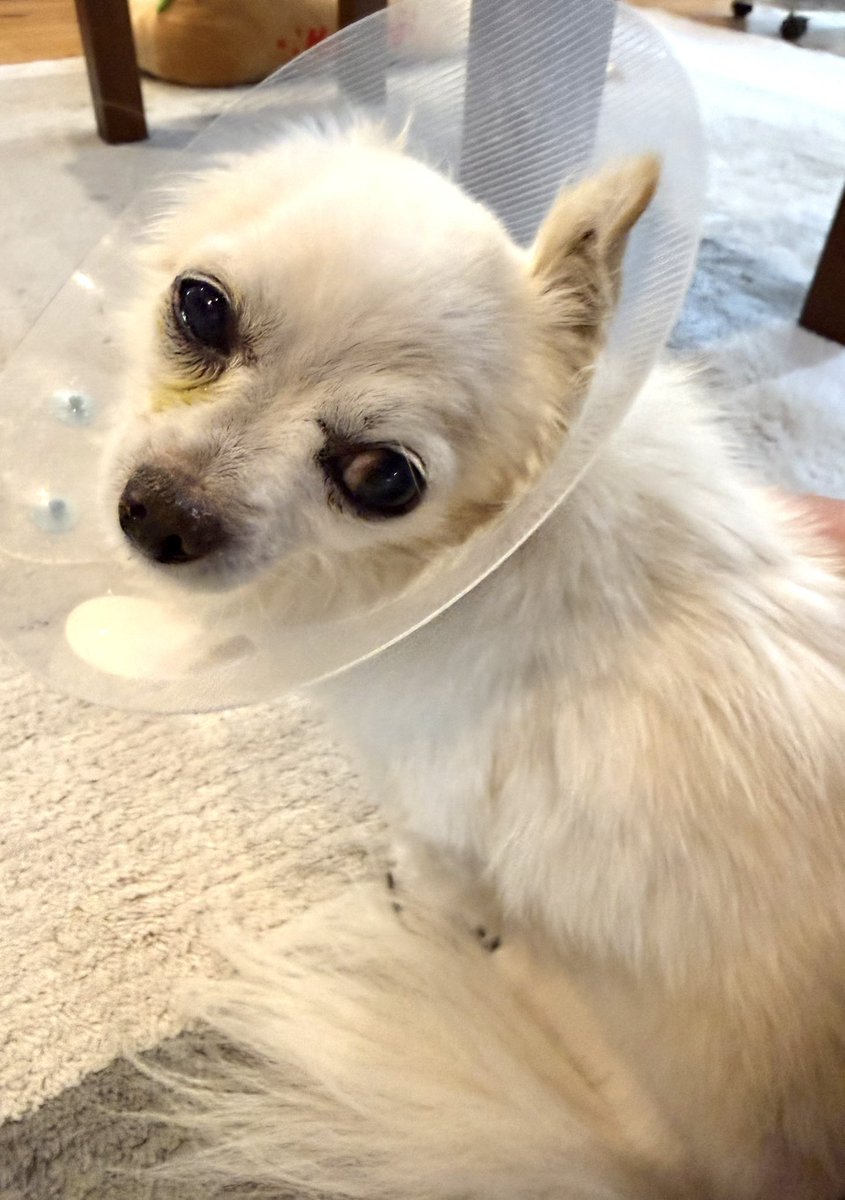 Leon2019_4's tweet image. おはぎょうだ😃
4月30日(木) 行田市☁️最高気温16℃
４月も終わりですね。ゴールデンウィークはもうすぐだワン🐶
#チワワ　#犬　#ペット　#保護犬
〔今日のレオンくん↓〕