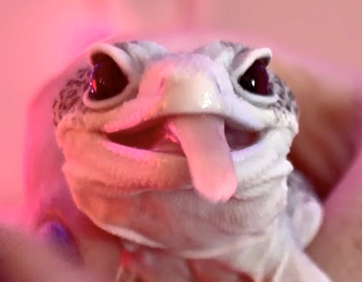 chrchie 🦎⭐️ lizard girl tweet media
