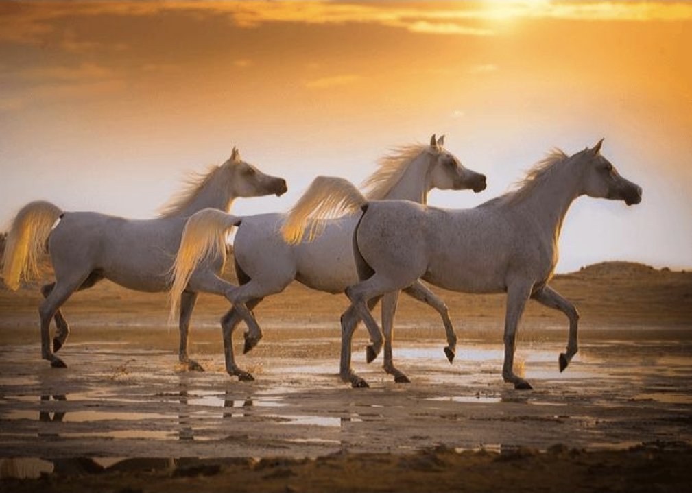 نواف العريج tweet media