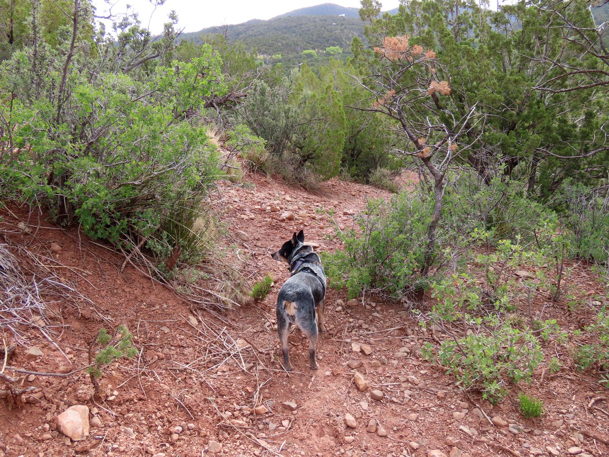 #SacramentoMountains today.  Hummer and flycatcher; Spinystar cactus; overcast morning; Willow leads the way back.