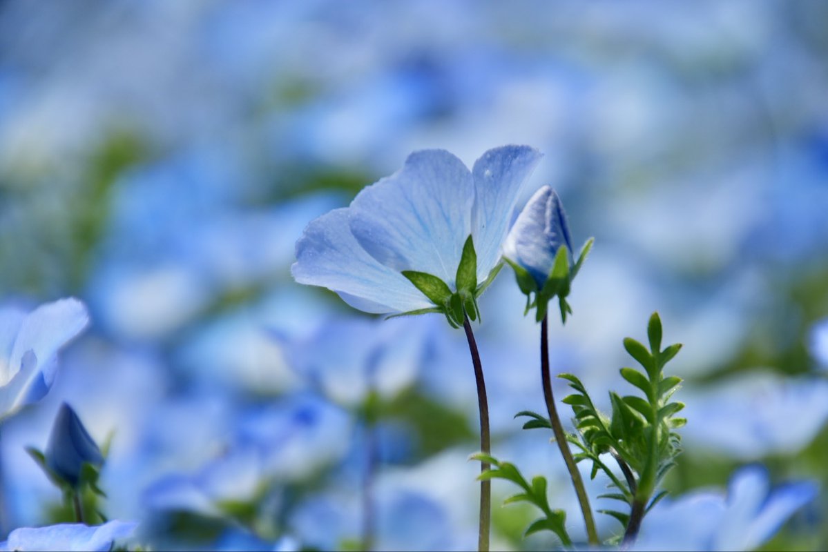umeboshi3882's tweet image. おはようございます☺️

#TLを花でいっぱいにしよう #なばなの里 #flower