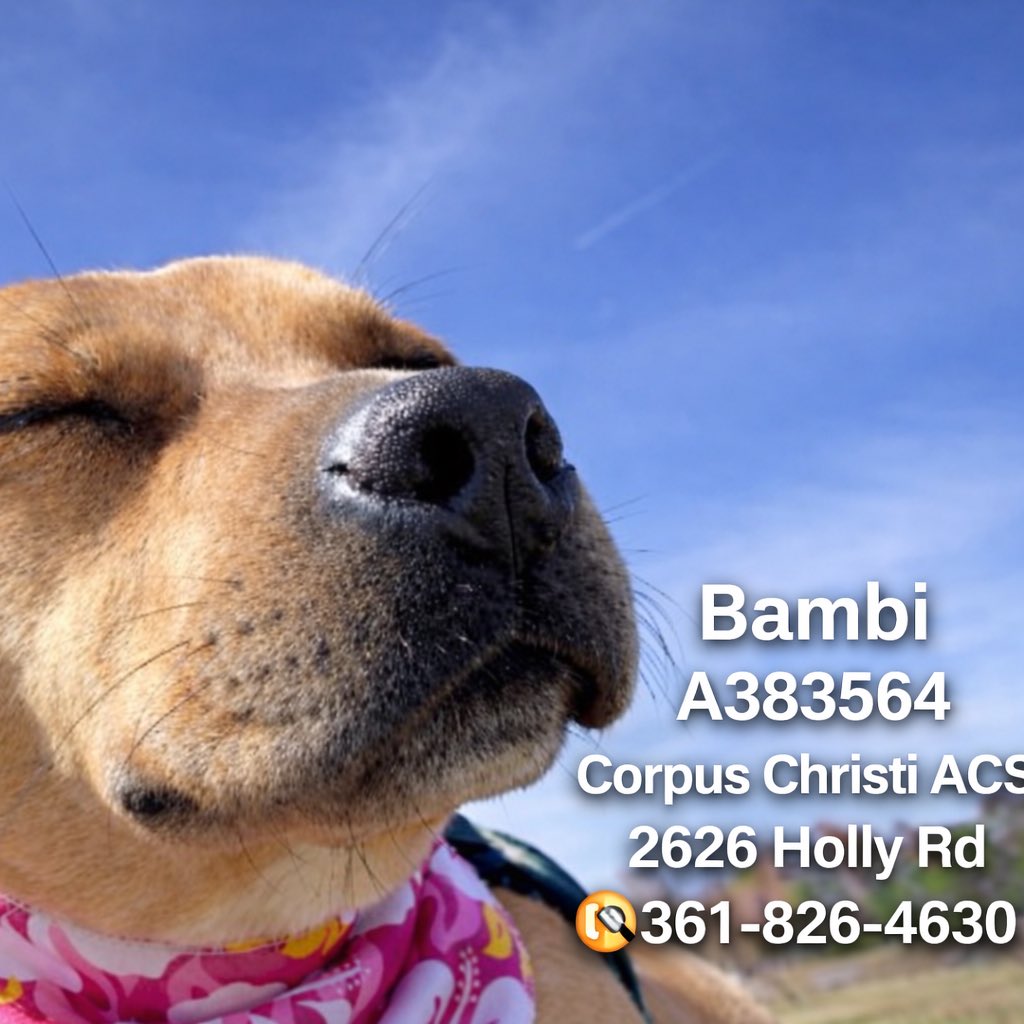 shannon_fla's tweet image. 🆘🆘🆘Please read and repost. Please help   Due to an increase in intake- CCACS needs to empty 8 kennels by Friday 5/1.  Kiko and Bambi are at the top of the list 💉💉  #CorpusChristiACS #Texas

Bambi #A383564 and Kiko #A385880 are the longest residents which makes them at great