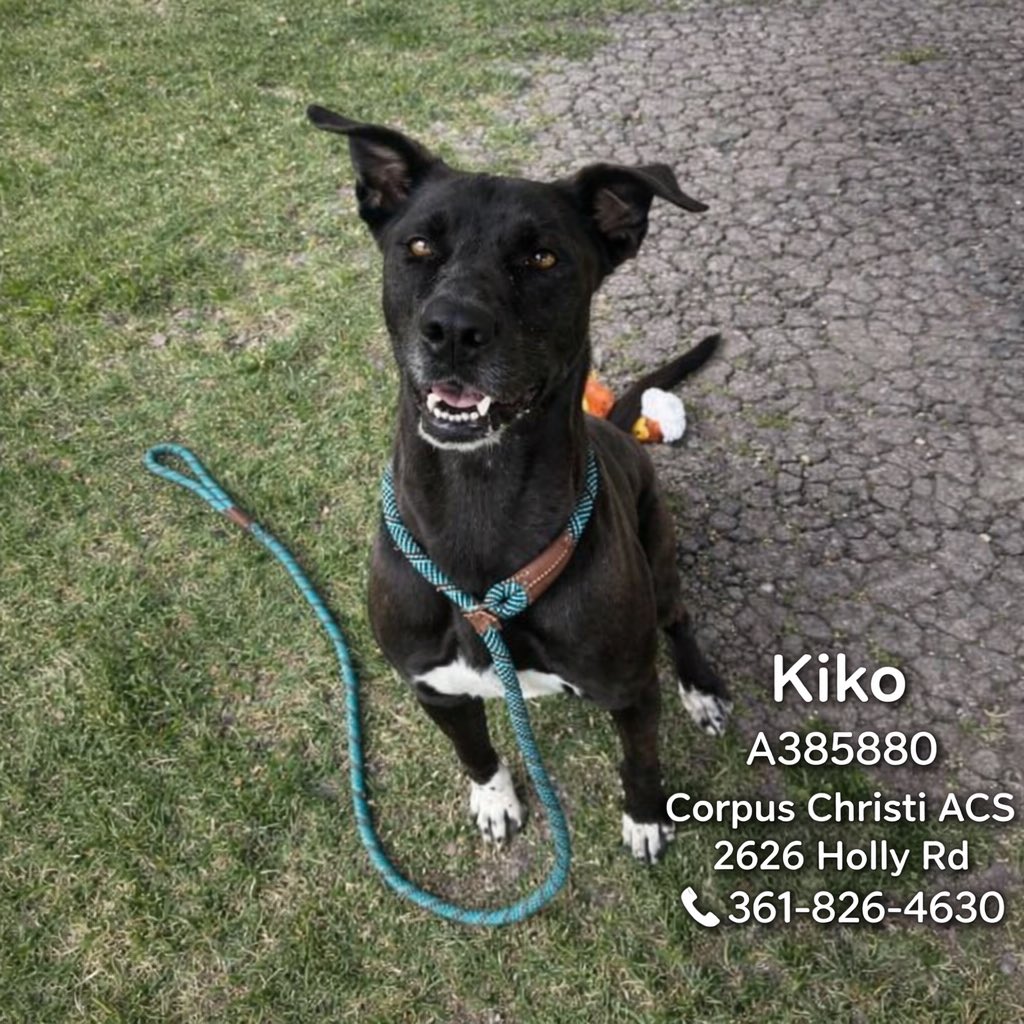 shannon_fla's tweet image. 🆘🆘🆘Please read and repost. Please help   Due to an increase in intake- CCACS needs to empty 8 kennels by Friday 5/1.  Kiko and Bambi are at the top of the list 💉💉  #CorpusChristiACS #Texas

Bambi #A383564 and Kiko #A385880 are the longest residents which makes them at great