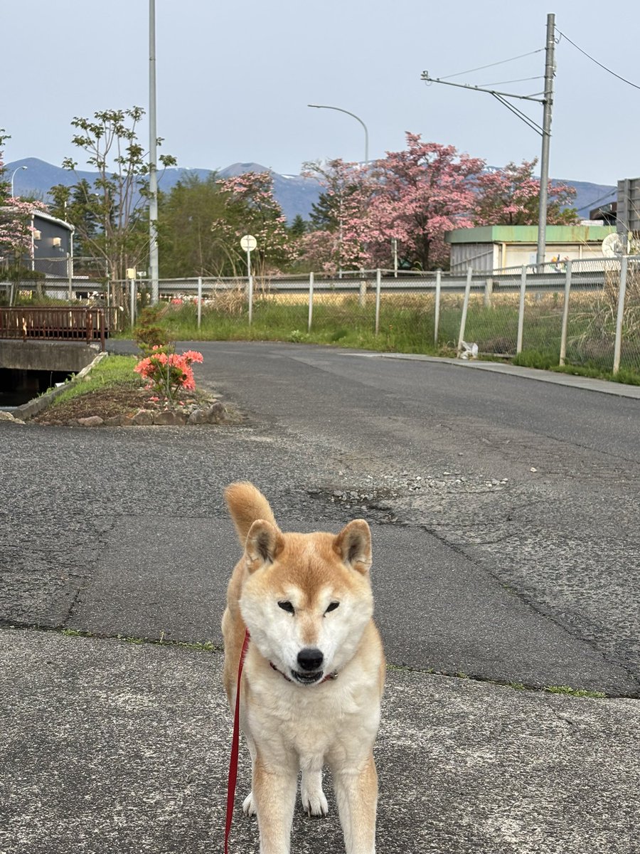 柴犬こはる tweet media