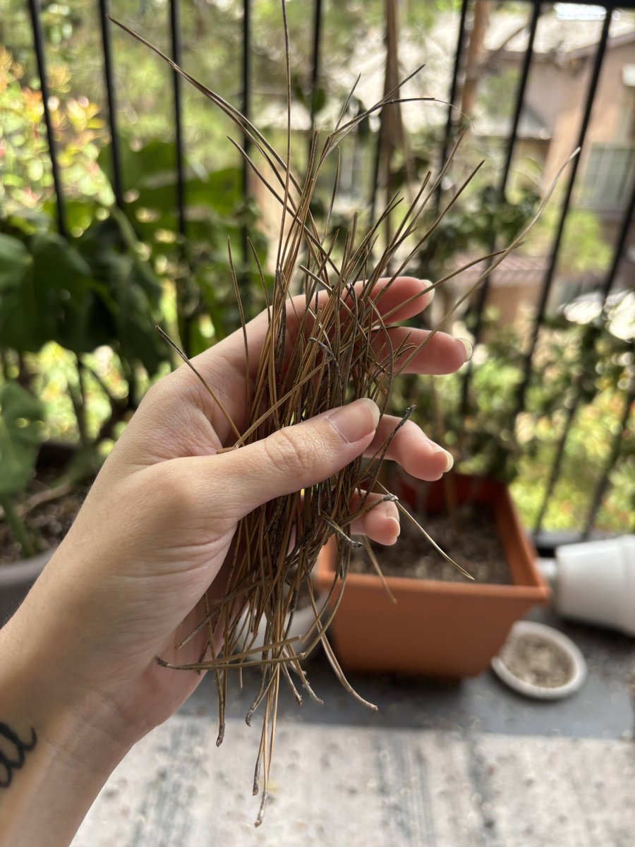 georgie • ♿️🪐🐦‍⬛🍃🏳️‍🌈🐈‍⬛😷 tweet media