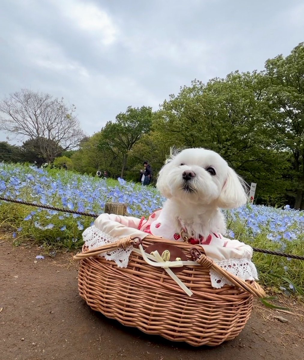 eRkGqzB7lthwMKr's tweet image. ネモフィラ見に行ってきたよ😊🩵

#マルチーズ #犬のいる暮らし
