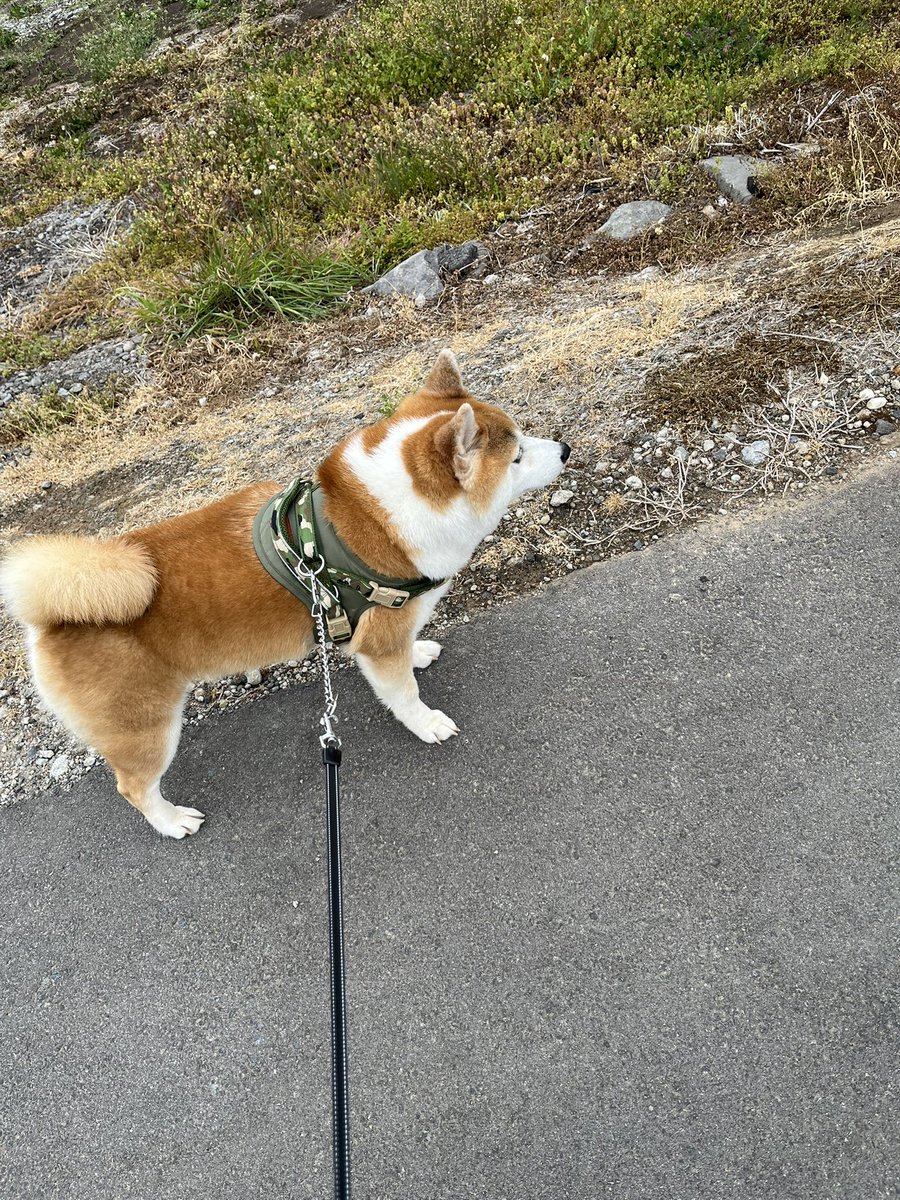 ユダ‼️と、柴犬りゅう🐕 tweet media