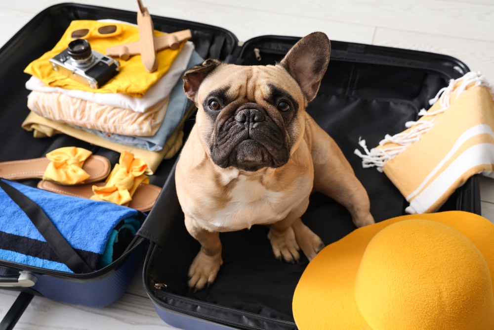 MoneySavingExp's tweet photo. Planning on taking your pet(s) to the EU? 🐕 ✈️

EU pet passports are no longer valid for most UK residents, and you must now get a paw-ssibly costly, single-use Animal Health Certificate.

Here's everything you need to know 👇

https://t.co/04c1I0v7Ww https://t.co/qxEB6Eb5T8