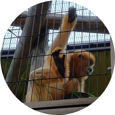 ランサー tweet media