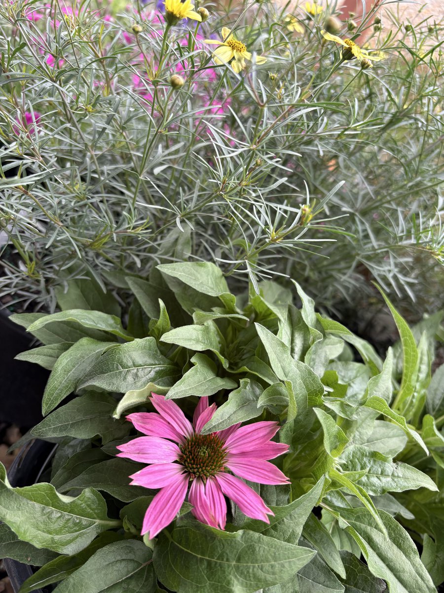 Fralichs2026's tweet image. A coneflower? In April? 😍                                                                    #plants #coneflower #spring #flower #landscaper