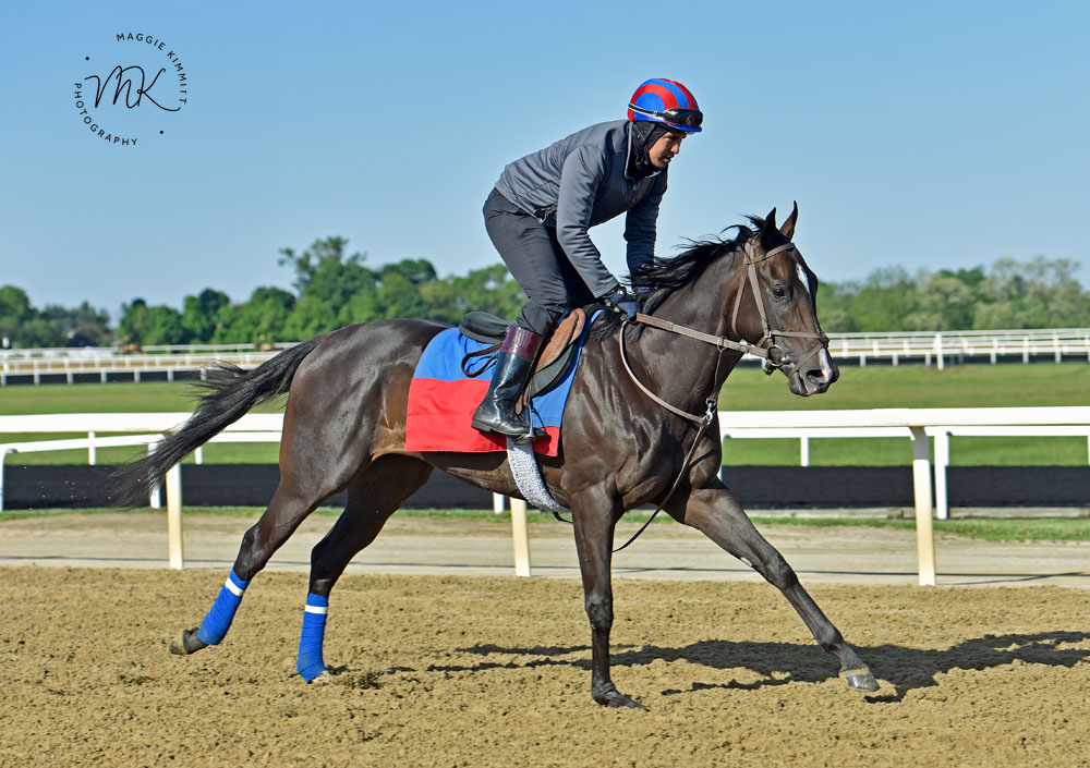 Herringswell Stables tweet media