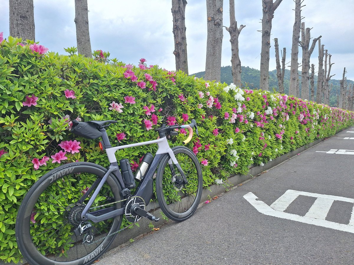 自転車処どてるし tweet media