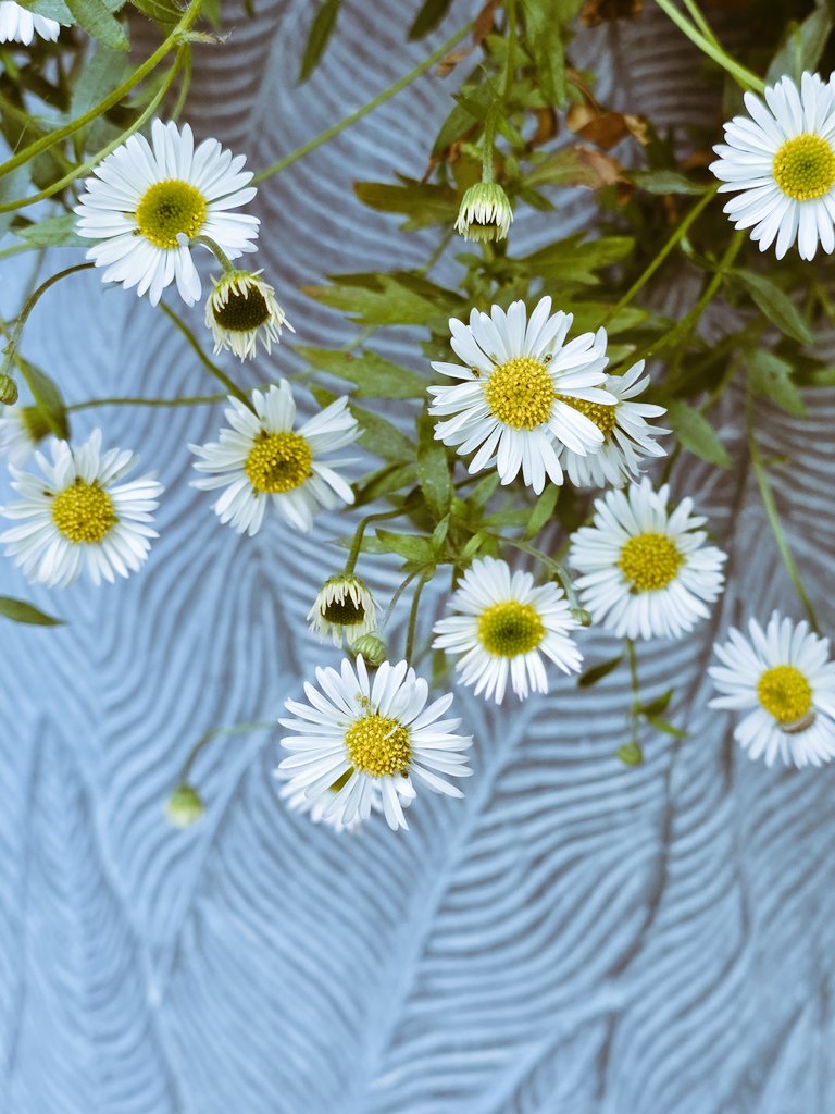 Rachael67947693's tweet image. Erigeron daisy's tumbling out of their pot. Sleep well all, if you can.
#nature #plant #garden #flower