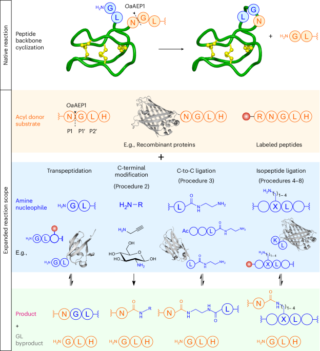 NatureProtocols's tweet photo. New Article! Site-specific protein and peptide modification by redeploying an asparaginyl ligase for noncanonical reactions https://t.co/hfy8uh6Pv9 https://t.co/Y9J6844n2R