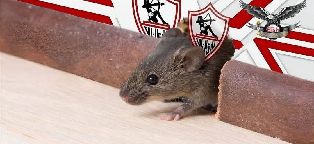 🇵🇸ك/محمد تريكة 🇪🇬 tweet media