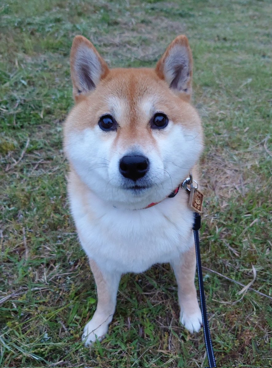 べじ tweet media