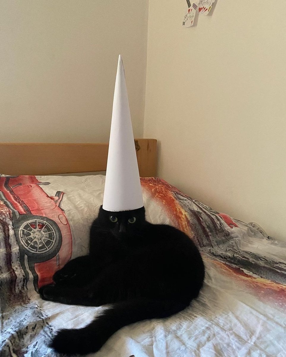 Cat Lovers 🐈 tweet media