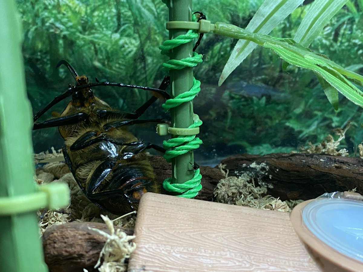 カブクワカカポ tweet media