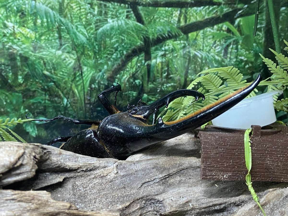 カブクワカカポ tweet media