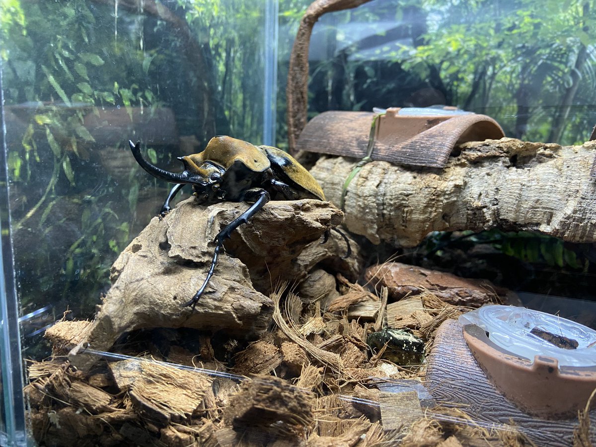 カブクワカカポ tweet media