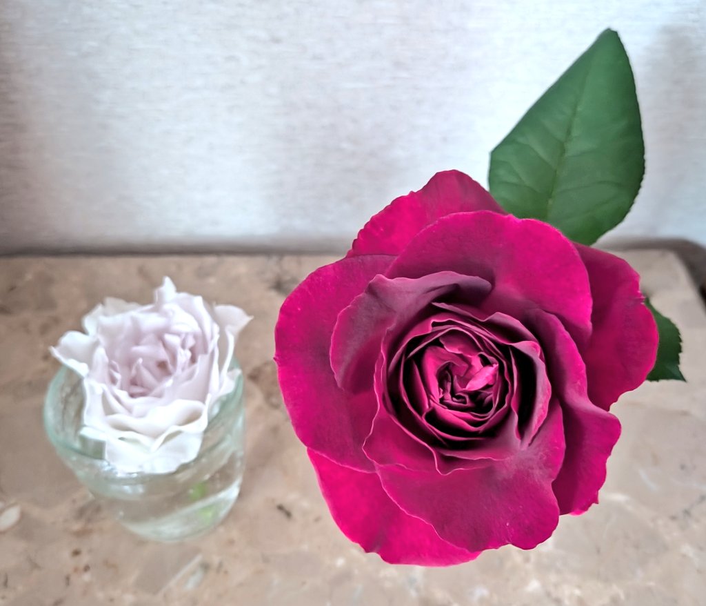 おはようございます。木曜日です。薔薇の花咲く季節です。