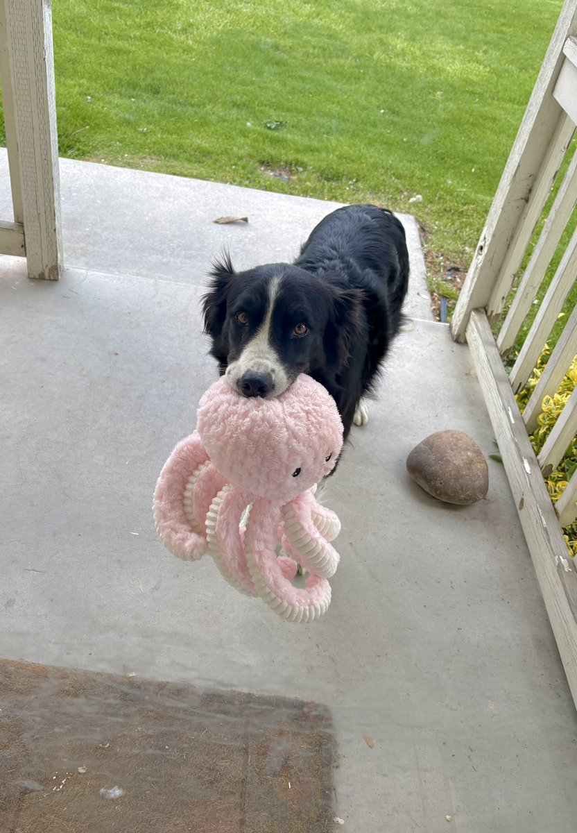 WilmaBenton19's tweet image. Hooray! Nash is here to play and he brought a pink octopus 🐙 
#dogsofx #dogsoftwitter