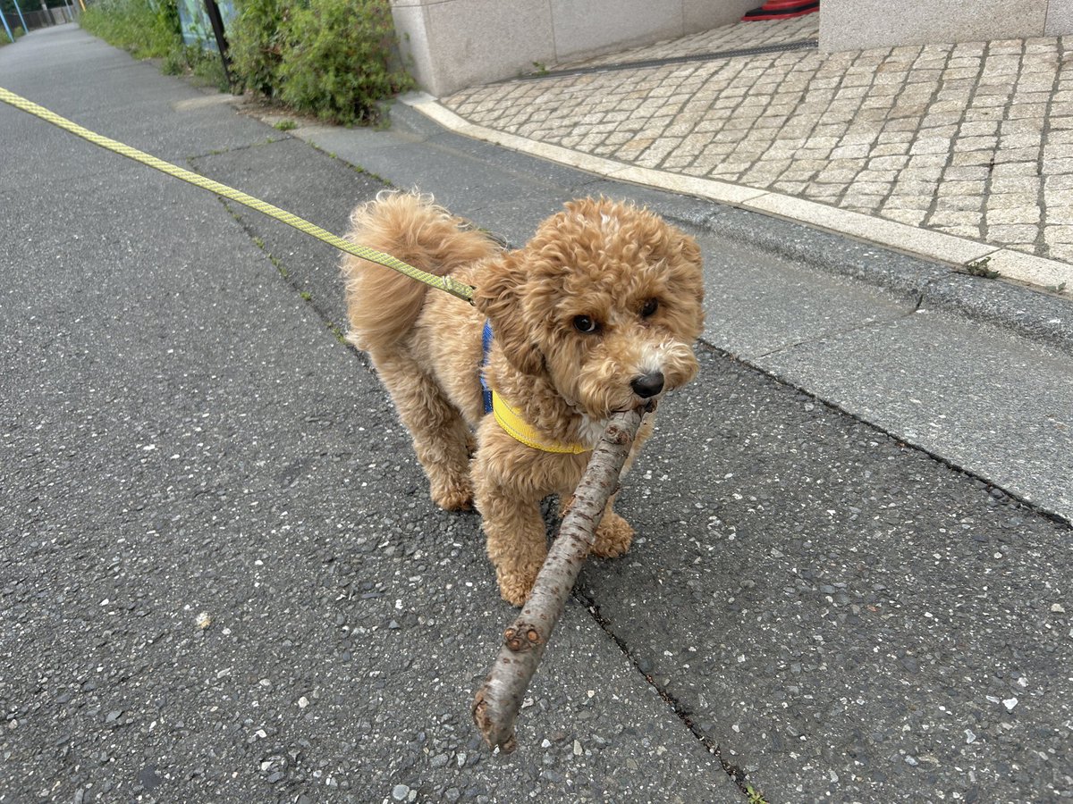 たむ tweet media
