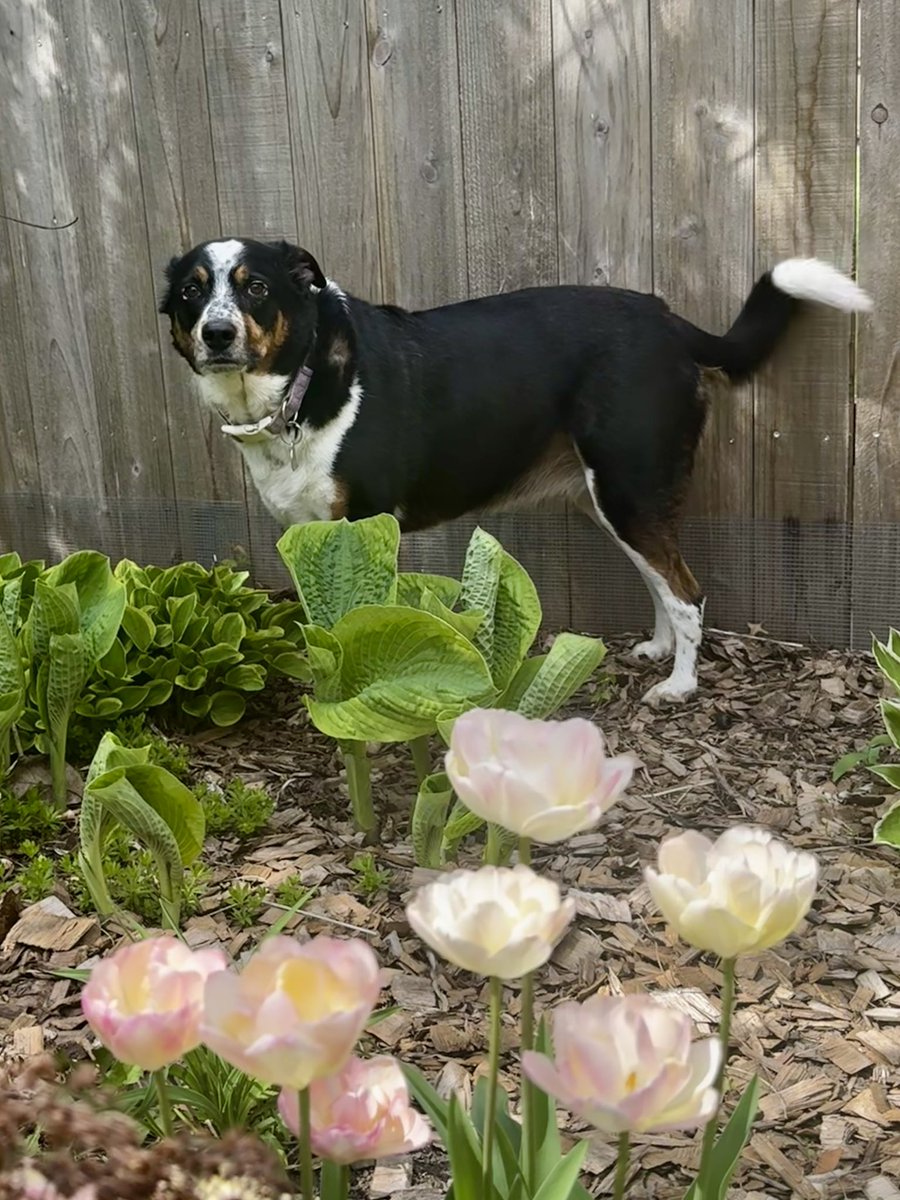 Maylee the Rescue Pup tweet media