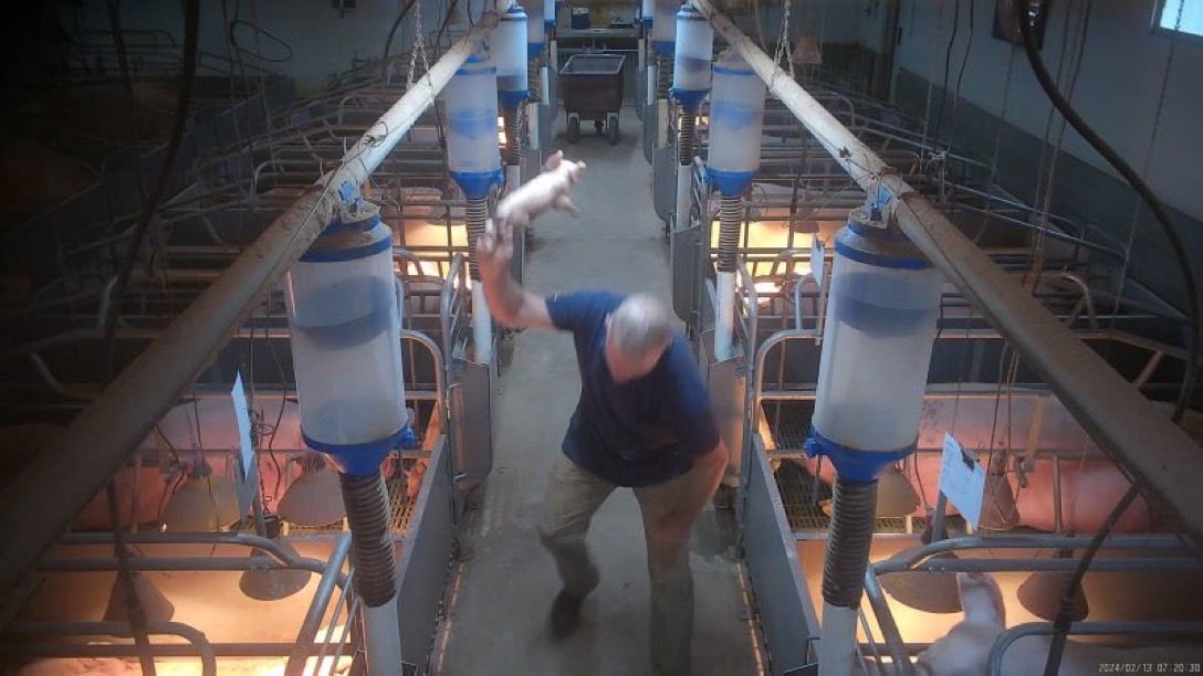 RevolutionPi's tweet image. Let’s not pretend tens of millions of voters have no power over the vile pig farming industry. They hold all the power. 

The most effective way to deal with the reprobates behind the cruel, violent pig farming industry is to boycott all pig products. #BoycottCruelty #Vegan