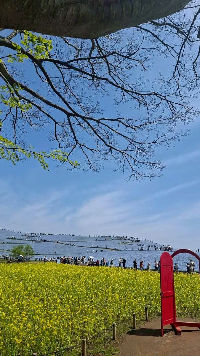 埼玉県住み母ちゃん✩.*˚ tweet media