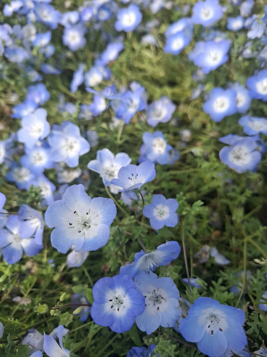 埼玉県住み母ちゃん✩.*˚ tweet media