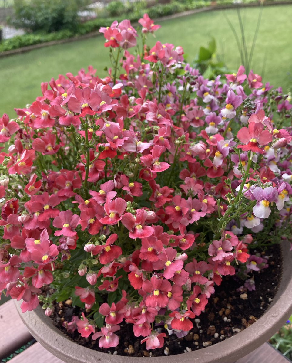 JJponta0426's tweet image. おはようございます☁️
眠っているうちに降った雨は上がり曇り空の朝、今日は曇り一時雨予報の埼玉北部です。

#ネメシア
こんもり可愛いく咲いています🤗
花言葉「包容力・正直」

4月最終日も花に癒されて
穏やかな一日になりますように🍀ﾟ･*:.｡. .｡.:*･゜

#flowers
#花のある暮らし