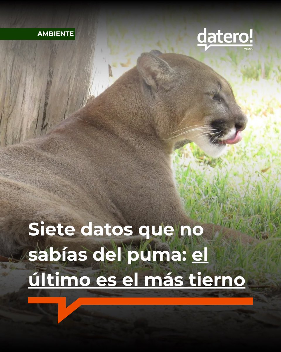 DateroMedia's tweet photo. ¿Sabías que el puma no puede rugir pero sí ronronear?
Este felino, presente desde Argentina hasta Alaska, es clave para el equilibrio del ecosistema.

Lee 7 datos que seguro no conocías acá 👉 https://t.co/m4voRp7LGn https://t.co/sF9eftetJP