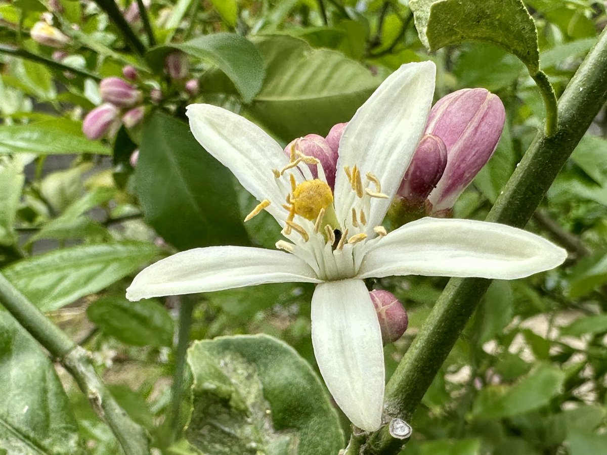 sjyszm's tweet image. レモンの花
咲き出す。径約4cmの香りのある白色の5弁花。ミカン科ミカン属。
Lemon (Citrus limon) #flowers #fleurs