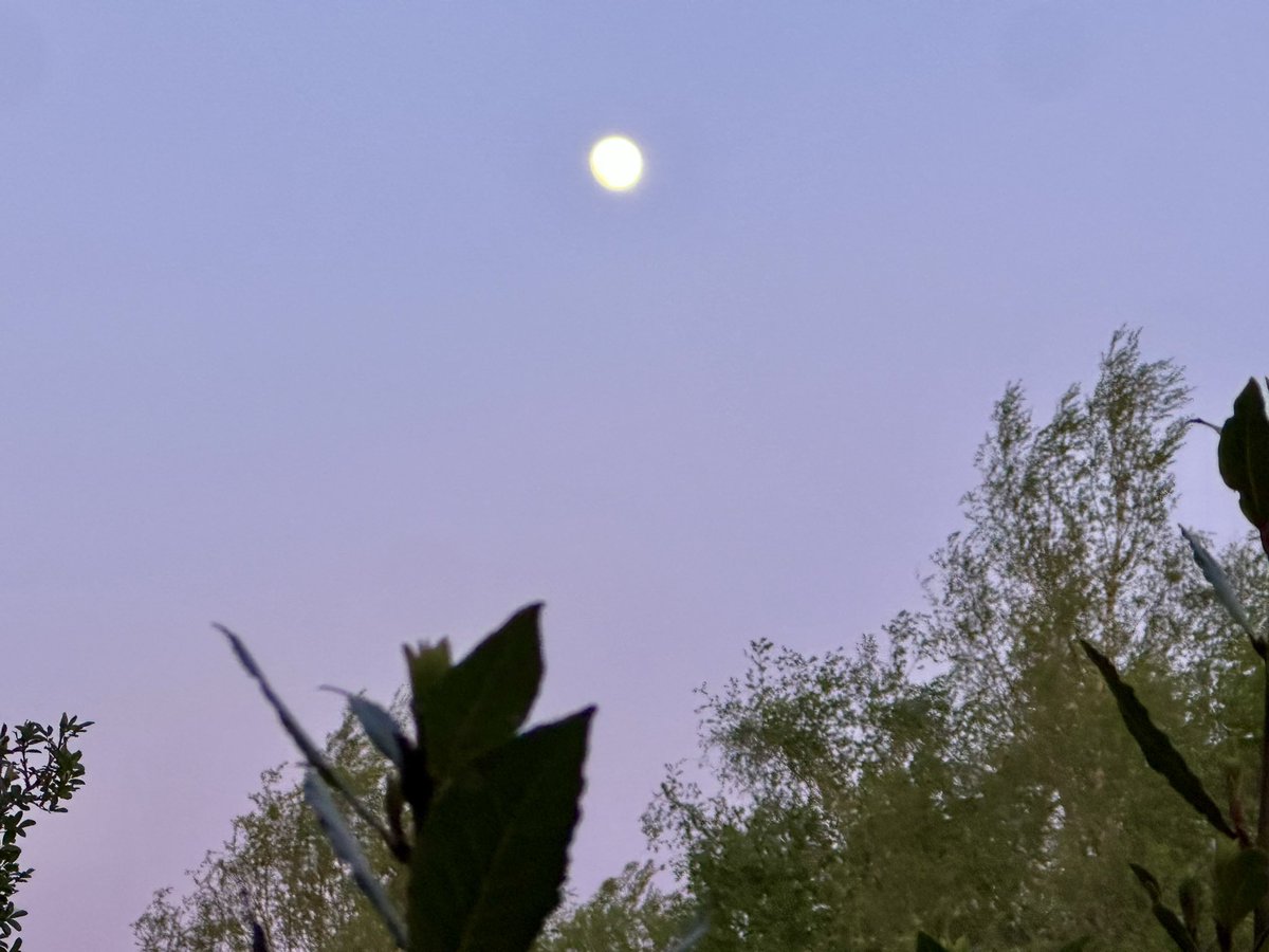 MunchPudding's tweet image. The sky was an interesting range of colours this evening and the Moon looks full already! 🌕  I stayed out until 10pm but then came in for my treats 😻 #Hedgewatch #Moonwatch