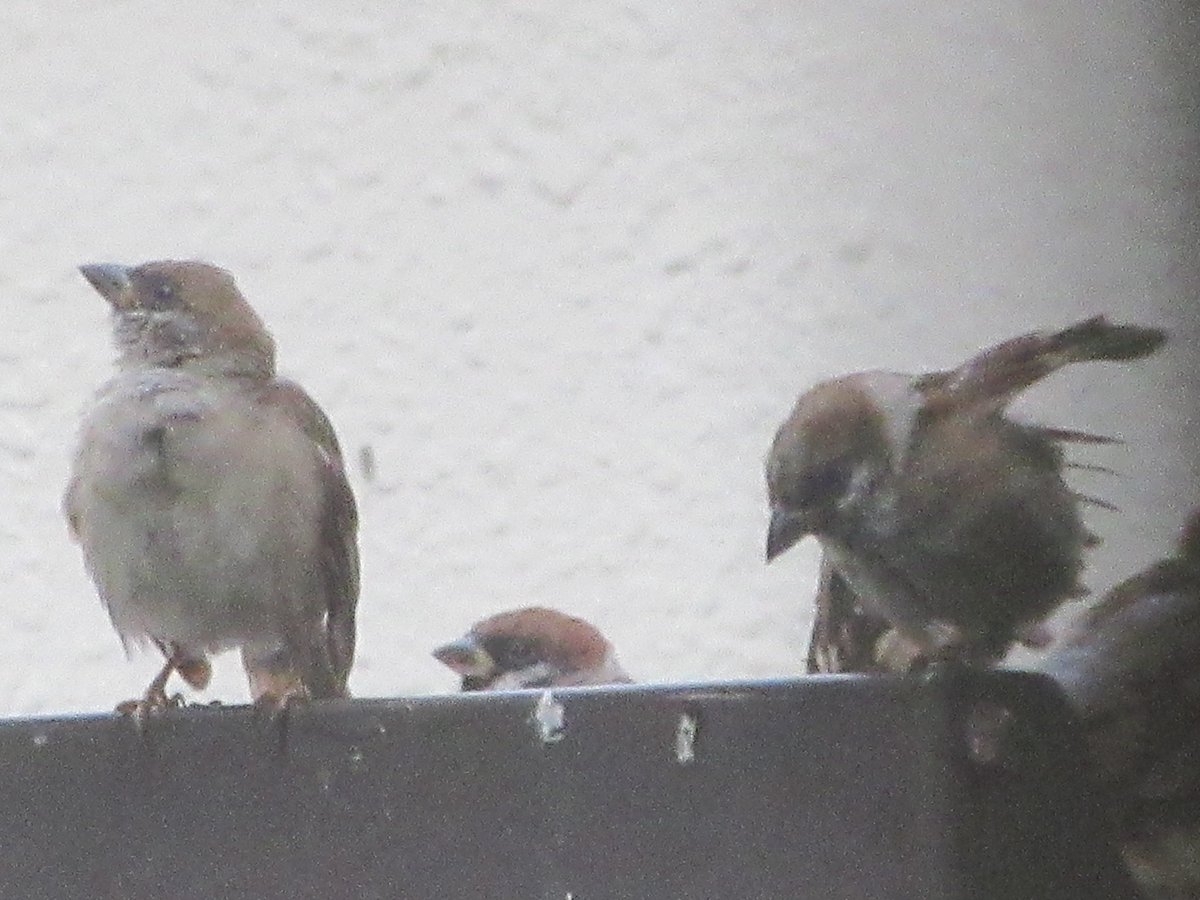 おはようございます
雨の朝もキリッ
#スズメ #野鳥観察 #bird