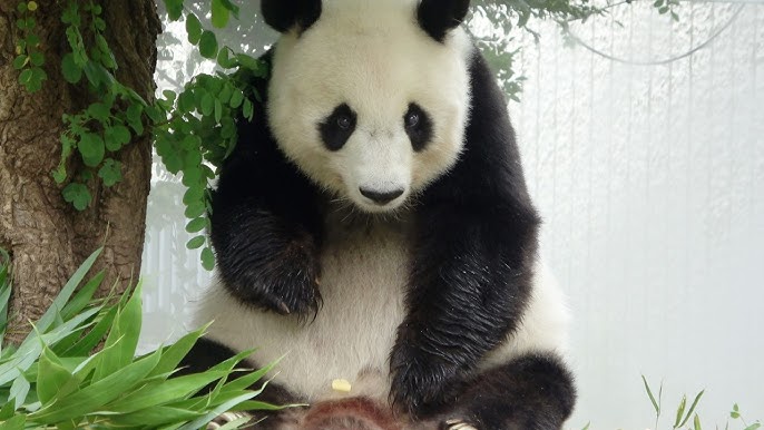 まなっち～旭日連顧問～ tweet media