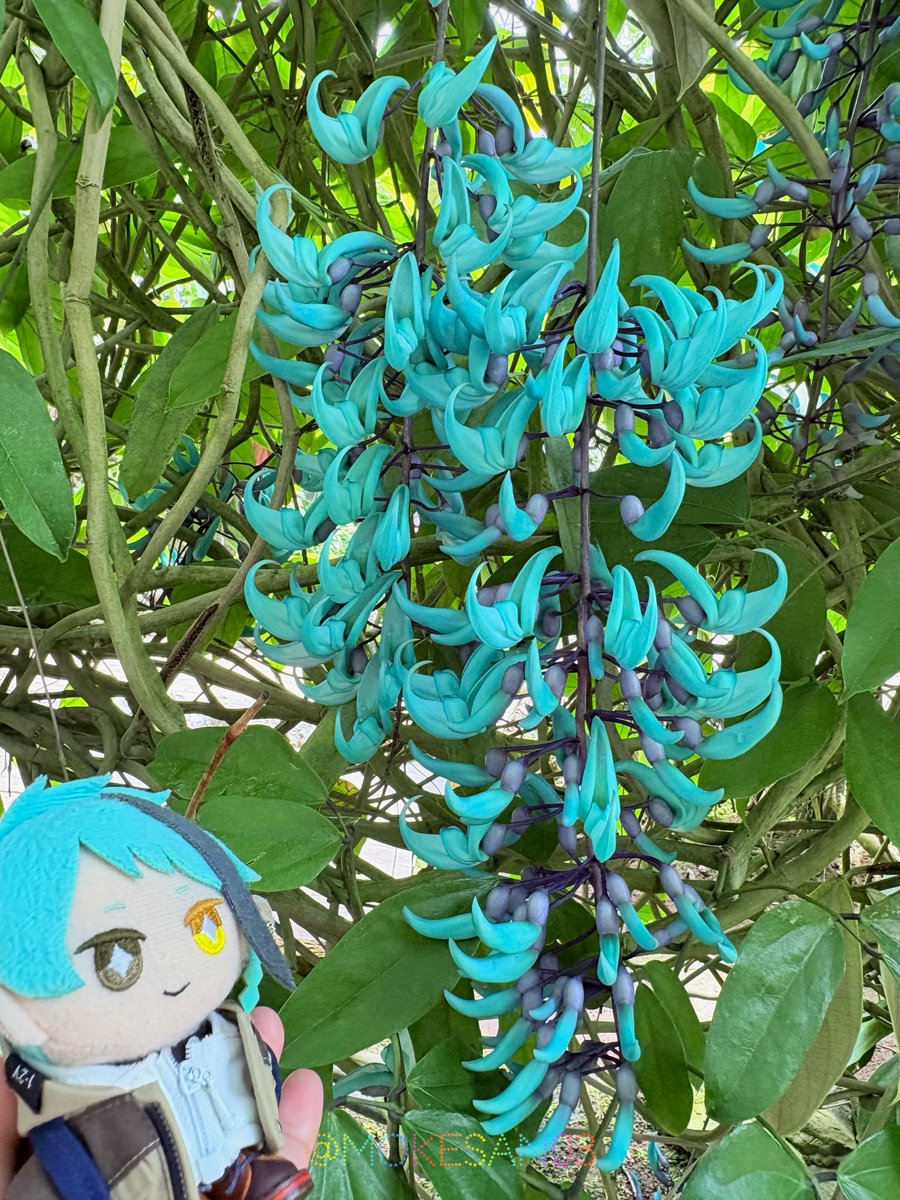 キノコを愛するぬい tweet media