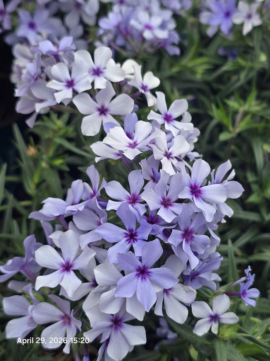 thesusanl's tweet image. Stellar color.
#flowers #color #Wednesday