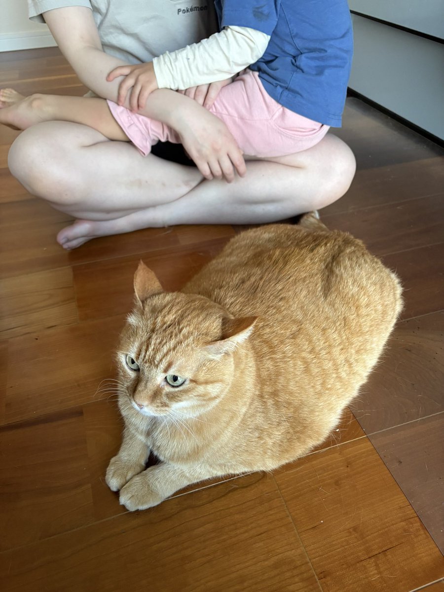 すずつむふう【我が家の可愛い猫’s】 tweet media