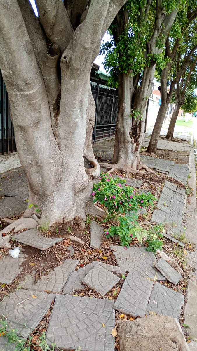 Veronic52949882's tweet photo. @emergenciasAR @pablojavkin @MuniRosario Hola Pablito, hace 2 años vengo reclamando por estos árboles en la casa vecina de mi padre ( reclamo 4000/2024) El 22/4 mi padre se cayó en esa vereda intransitable y el 25 falleció a causa de esa caída. Nunca me dieron una respuesta https://t.co/z5GBmu6S0S