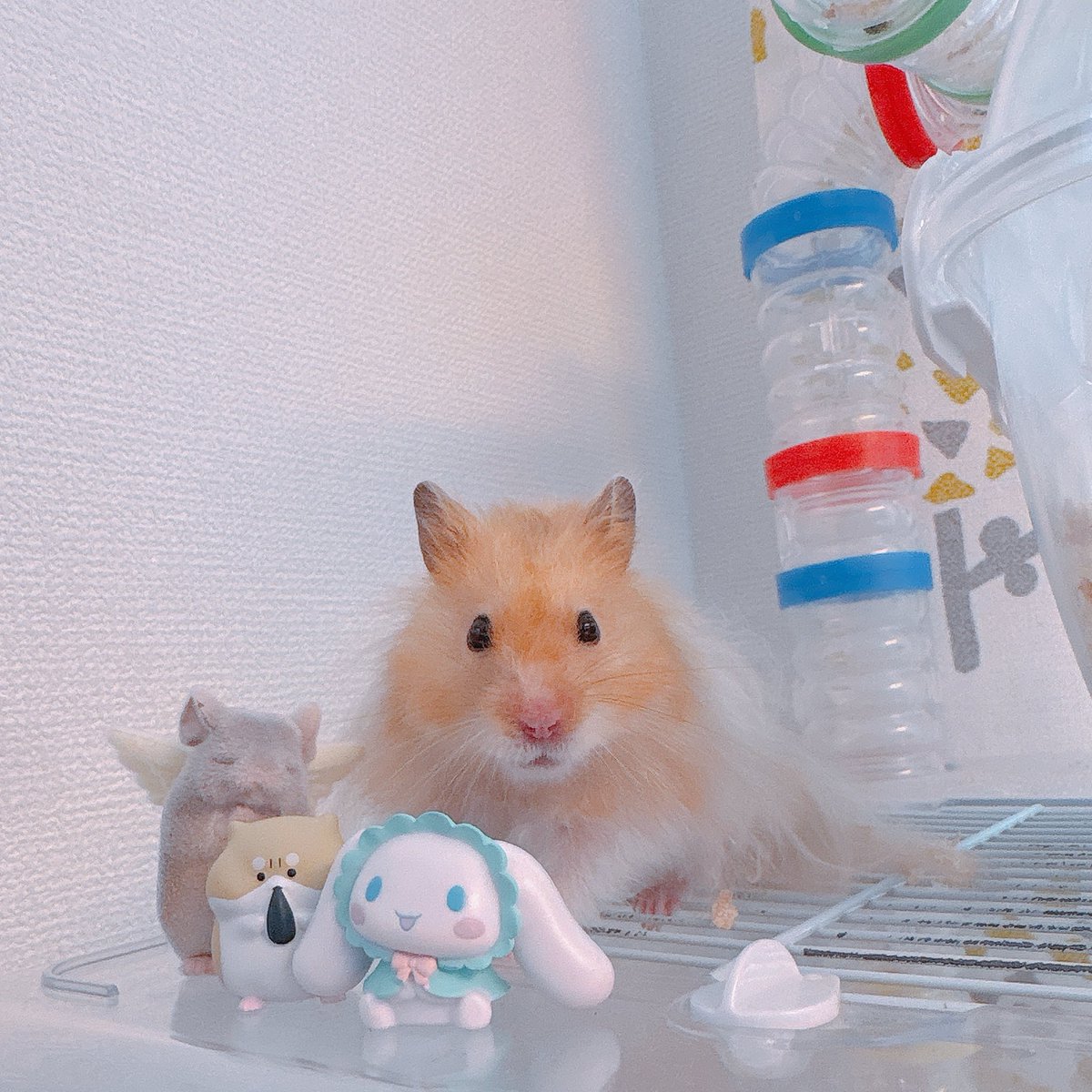 ハムちゃん Post by ハムちゃん🐹 on X: 仲間たち