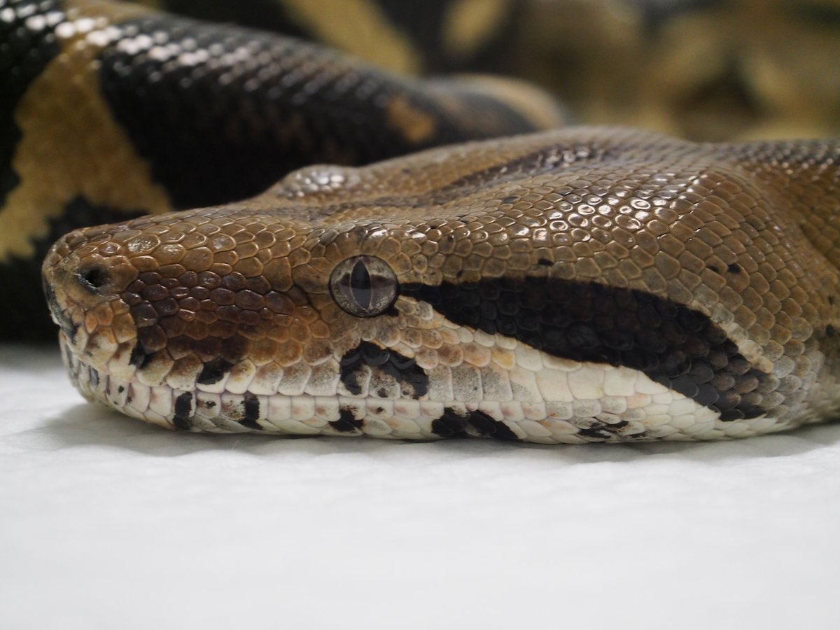 VetGurus's tweet photo. Opiate talk this week: Methadone use in reptiles (episode 451).
Get it.. now!
@VetGurus 
https://t.co/a2VppSG6wU https://t.co/DVDIXA2ZVy