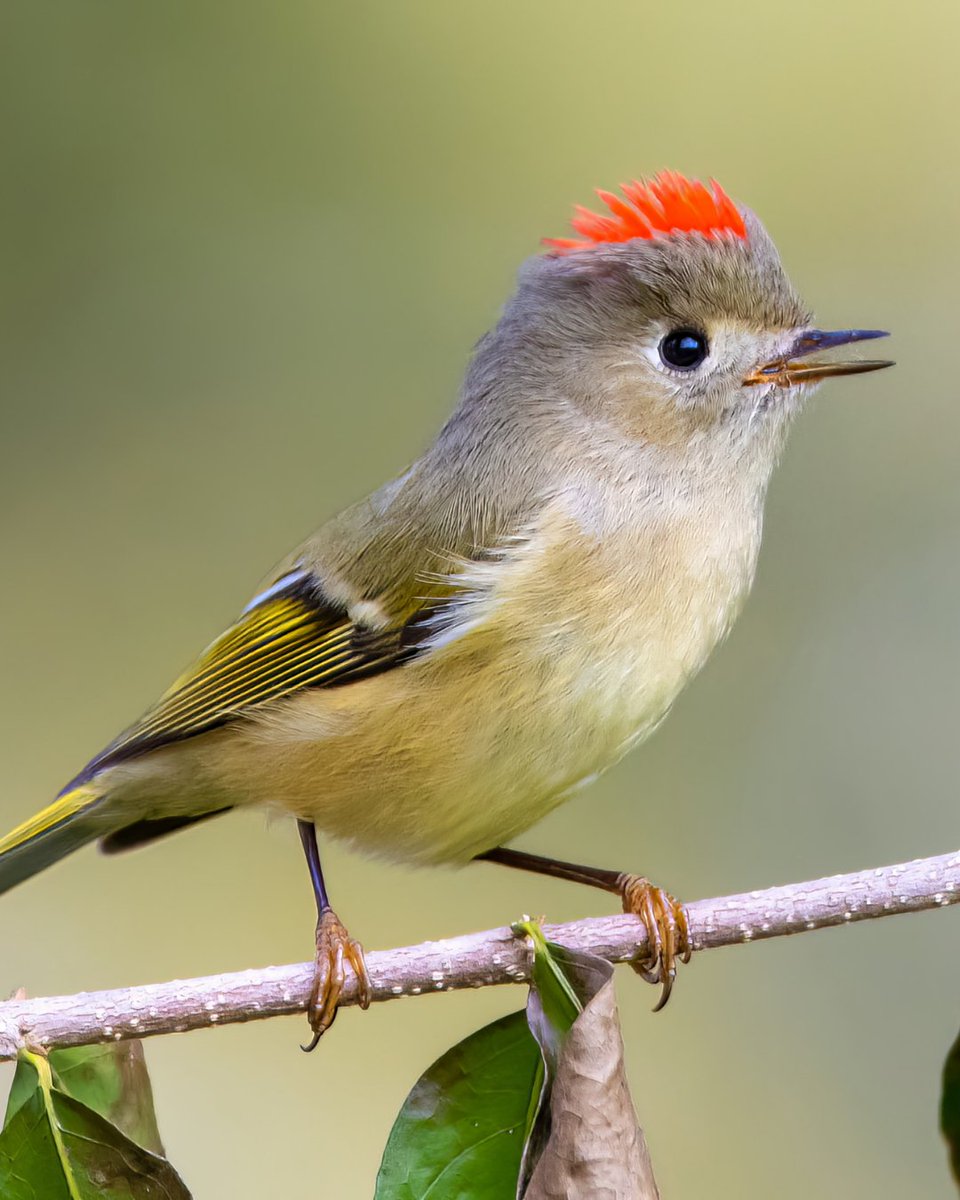 RachelCarsonDC's tweet image. Have you seen this bird? Our #BirdOfTheWeek, the ruby-crowned kinglet, is a small bird with a big personality.

Learn more: rachelcarsoncouncil.org/bird-of-the-we… 

#Birding #BackyardBirds