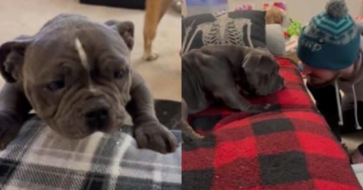 DoggLoovers's tweet image. From near death to a joyful companion! This bulldog's inspiring transformation is one for the books. 🐶❤️ #DogRescue #BulldogLove #TransformationTuesday