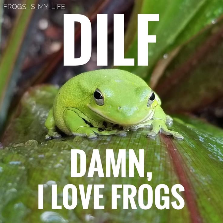 No Context Frogs tweet media