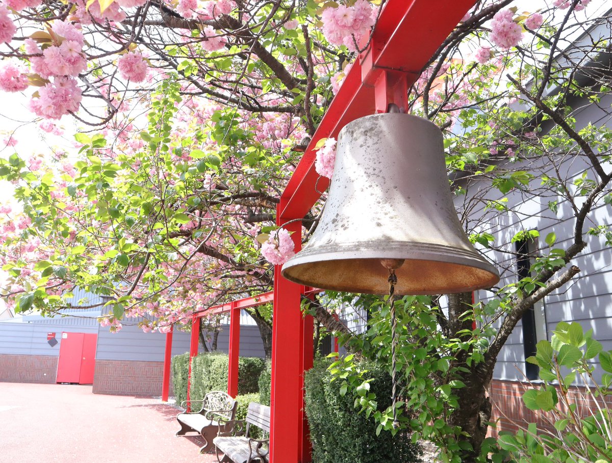 iwachu_staff's tweet photo. 今日の八重桜です！
散り始めていますが、まだまだ見頃です🌸
お立寄りの際にはぜひ、鐘の下で記念撮影もお楽しみください😚📸

#南部鉄器 #岩鋳 #盛岡 #iwachu #morioka
#桜 #八重桜 #Cherryblossoms https://t.co/b2Y9GfMCQy