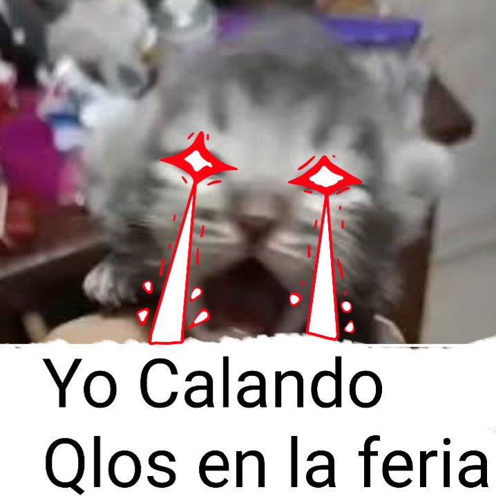 Hitarycomorg's tweet photo. Haciendo viral este gato - Day #1 https://t.co/mKjS2sNhWj